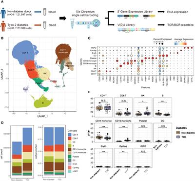 Single-cell analysis of human PBMCs in healthy and type 2 diabetes populations: dysregulated immune networks in type 2 diabetes unveiled through single-cell profiling